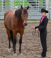 Alysa Virgin showing her horse Queenie in a showmanship class at a local horse show