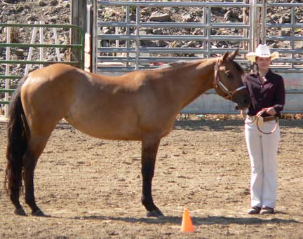 Alyssa Miller, Versatility Award winner, showing her horse, Cierra, in showmanship at a local horse show