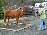 Training Horse to Stand in the Box at Ground Training Clinic